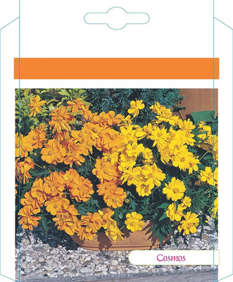 CYBEXIS XLL-1 - Cosmos Sunny Flower (Orange) - (90 Seeds) Seed(90 per packet)
