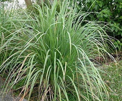 Aywal Lemon Grass Herbs Seed(100 per packet)