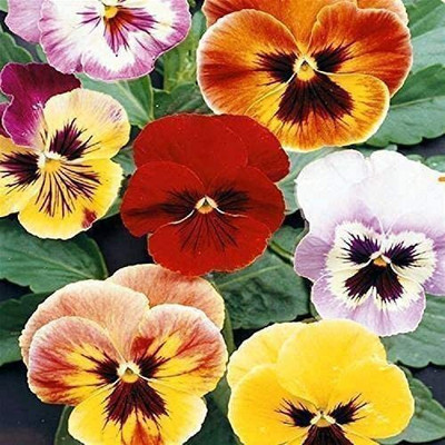 CYBEXIS Viola - Pansy - Aalsmeer King Sized Mix Seed(50 per packet)