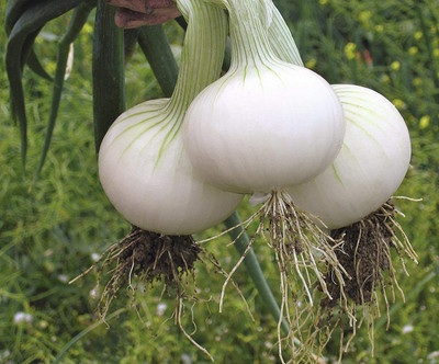 CYBEXIS VXI-2 - Onion White Queen Giant - (4500 Seeds) Seed(4500 per packet)