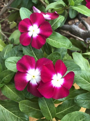 ibains Vinca and gaillardia flower seed Seed(11 per packet)