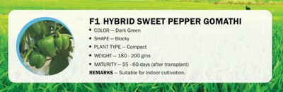 CYBEXIS F1 HYBRID Capsicum SWEET PEPPER GOMATHI(2500 Seeds) Seed(2500 per packet)