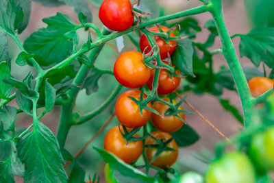 Greenspice tomato Seed(115 per packet)