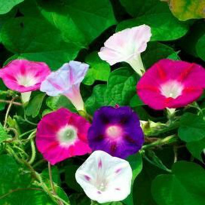 Radha Krishna Agriculture Imported Morning Glory F1 Hybrid Flower Seeds For Home Gardening/ Seed(60 per packet)