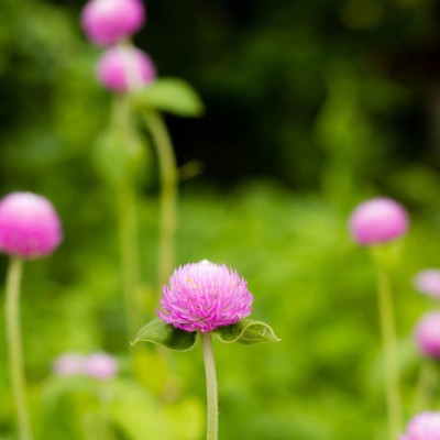 Biosnyg Gnome Series Gomphrena Flower Garden Seeds - Pink[100 Seeds] Seed(100 per packet)