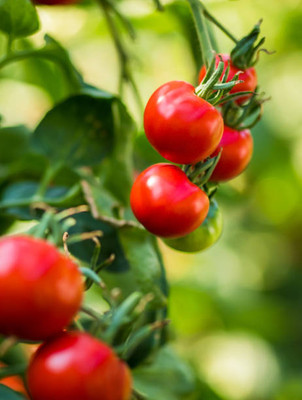 ginnienterpris tomato Seed(130 per packet)