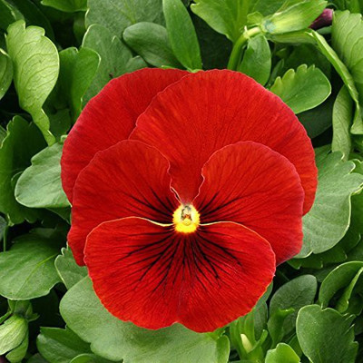 CYBEXIS Pansy Flower Seeds - Scarlet Red seeds Seed(1 g)