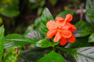 Just Jaivik kanakambaram-firecracker-crossandra Seed(27 per packet)