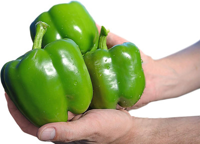 Biosnyg Bell Pepper Capsicum Vanguard Seeds-200 Seeds/1gm Seed(200 per packet)