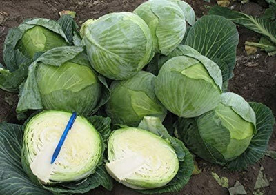 WILLVINE ROX -IV Cabbage Late Green Heirloom [10g] Seed(3000 per packet)