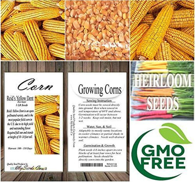 Qualtivate ICRA-9A Reid's Yellow Field Corn Seeds Seed(400 per packet)