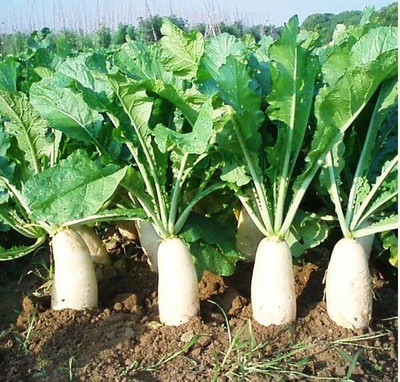 Cloud Farm Hybrid Radish/Mooli/Muli Best Long Vegetable Seed(925 per packet)