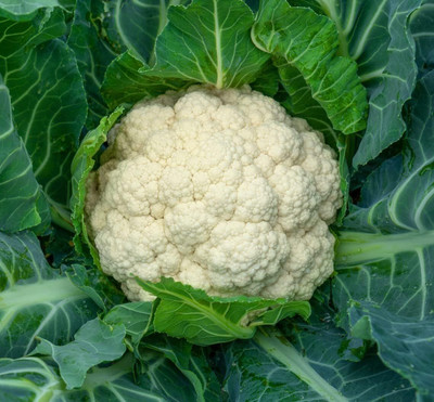 WILLVINE SCI -XII Amazing White Cauliflower Premium Seed[2.5g, 750 Seeds] Seed(750 per packet)