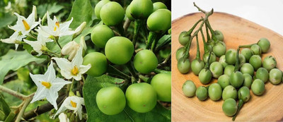 KNESSiN F1 Hybrid Turkey Berry Pea Eggplant Brinjal ( Seeds) Seed(2000 per packet)