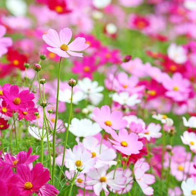 the green dotcom Exotic cosmos mix flower seeds Seed(137 per packet)
