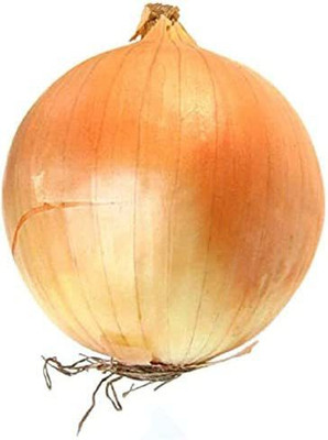 CYBEXIS Organic Onion Seeds 2000 Seeds Seed(2000 per packet)