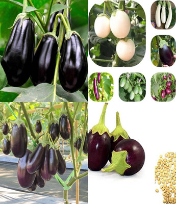 ibains White brinjal seeds beez 37 Seed(67 per packet)
