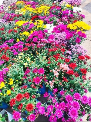 Lorvox Chrysanthamum Mix/Chamanti Seed(80 per packet)
