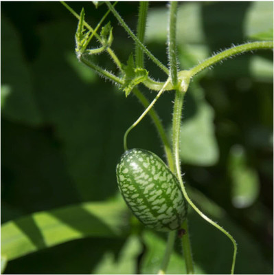 WILLVINE Non-GMO HybridCucamelon/Mexican Sour Gherkin (Melothria scobra)-5000 Seeds Seed(5000 per packet)