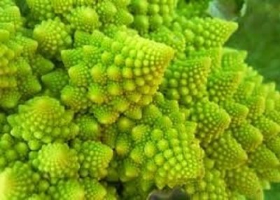 Qualtivate XXX-2A F1 Romanesco Broccoli Seed Seed(300 per packet)