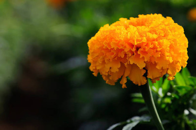 Farmonix marigold/gende ka phool flower seeds Seed(75 per packet)
