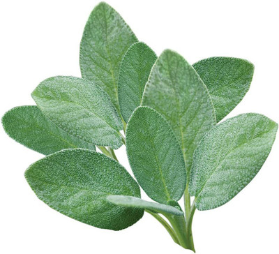 VibeX HUA-82 - Sage - (1350 Seeds) Seed(1350 per packet)