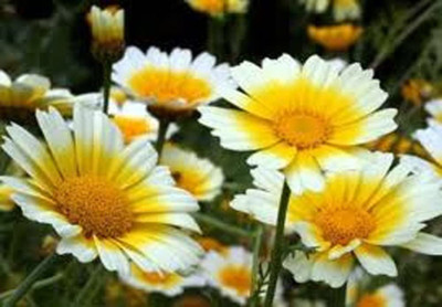 CYBEXIS XLR-23 - Garland Daisy Newly Harvested - (60 Seeds) Seed(60 per packet)