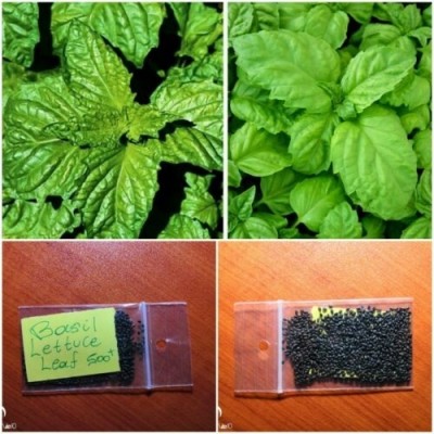 Qualtivate XLL-54 Lettuce Leaf Basil Seed(1000 per packet)