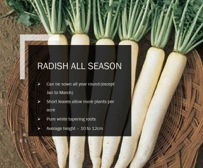 CYBEXIS RADISH ALL SEASON SEEDS(1000 Seeds) Seed(1000 per packet)