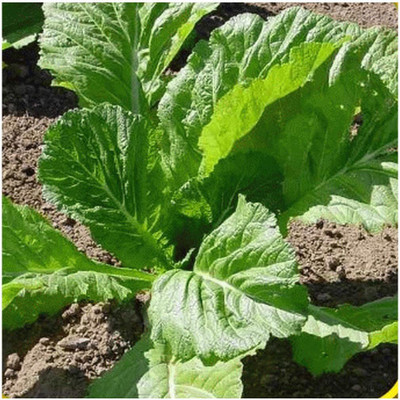 VibeX ® RXI-46 Florida Broadleaf Mustard Seeds Seed(500 per packet)
