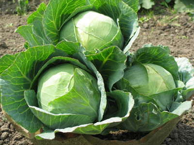 DEYS AGRO ™ hybrid winter cabbage seeds,patta gobi vegetable Seed(190 per packet)