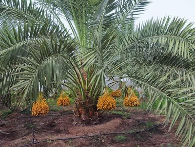 Aywal Date palm/khajur Seed(4 per packet)
