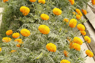 DEVAMA THE DIVINE marigold/gende ka phool flower seeds Seed(50 per packet)