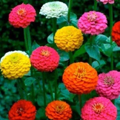 Avysa Zinnia Lilliput Mix Seed(25 per packet)