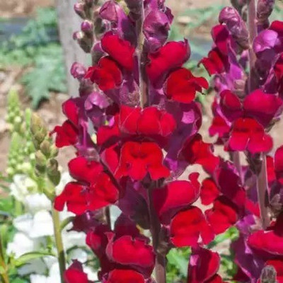 MAA Antirrhinum Seed(35 per packet)