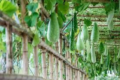 BJUBAS Bottle round gourd seeds::Hybrid round bottle gourd seeds Seed(11 per packet)