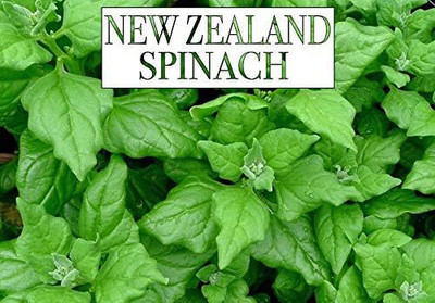Qualtivate PUA-1A New Zealand Spinach Seeds Seed(25 per packet)