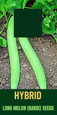 VibeX NDIR-51 - Long Melon (Tar) Kakri - (150 Seeds) Seed(150 per packet)