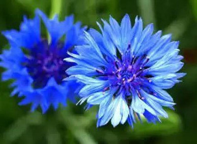 Aro Cornflower Seed(45 per packet)