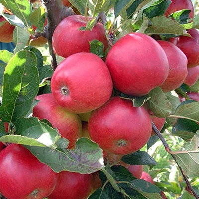 Decon Apple Seed(10 per packet)