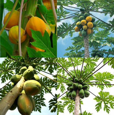 ibains Papaya seeds for planting pack of 60 Seed(60 per packet)