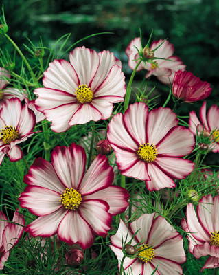 JAWKEY Picotte Cosmos Seed(20 per packet)