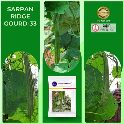 VibeX Ridge gourd-33 seeds | vegetable seeds[50 Gms, 250 Seeds] Seed(250 per packet)