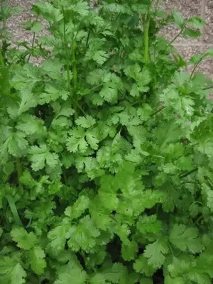 MAA Corinader, Dhania Seed(180 per packet)