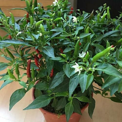 LPR Chilli seeds Seed(200 per packet)