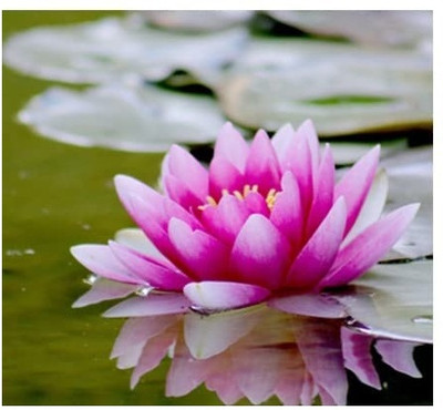 Qualtivate XXX-1A Mixed Color Water Lily Seeds Seed(25 per packet)