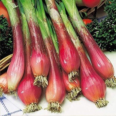 WILLVINE SCI -VIII Vegetable Welsh Onion Red Seeds [5g] Seed(3000 per packet)