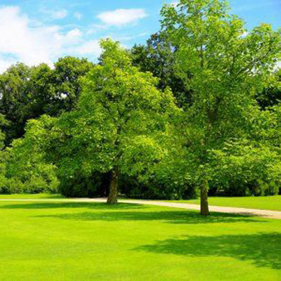 PMA lawn grass seeds for park/Lawn Grass Seeds 7123 Seed(7137 per packet)