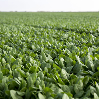Quentova Palak Spinach Vegetables-VIC-10Z Seed(300 per packet)