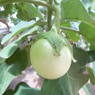 KANAYA Brinjal White Round Seed(400 per packet)